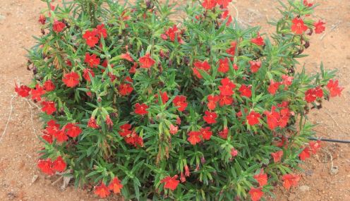 Red Monkey Flower